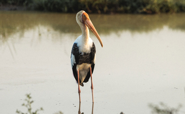 Stork standing on wooden posts by a shallow water channel at Amanwella.