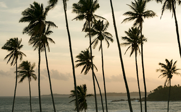 Tall palm trees silhouetted against a calm sea at Amanwella at dusk.