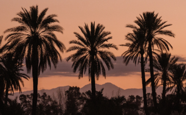 Palm trees silhouetted against a dusky sky at Amanjena, Morocco.