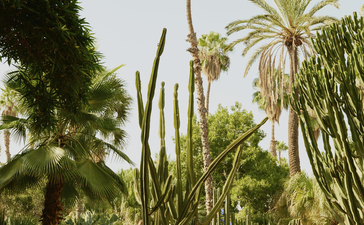 安缦珍纳度假村花园内，棕榈树和多肉植物在晴朗天空下生长。