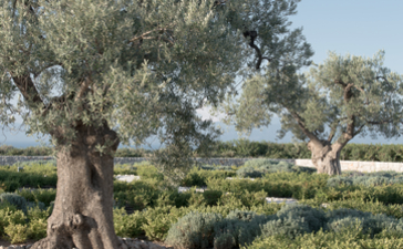 Olive trees and manicured gardens at Amanzoe, Peloponnese.
