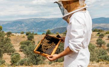 Beekeeper inspecting honeycomb frame at Amanzoe with olive groves and mountains in the background.