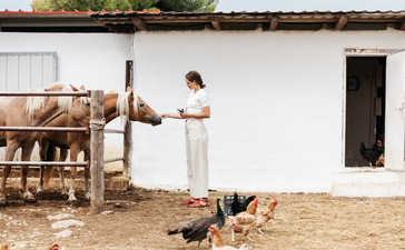 Morning at Amanzoe: a dog rests on sandy ground near a rustic wooden structure and whitewashed building.