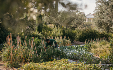 Organic garden at Amanzoe with vegetable beds, herbs and flowering plants beneath olive trees.