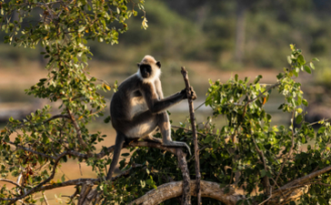 Monkey perched on wooden chair amongst green foliage at Amanwella.