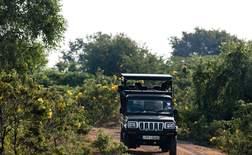 Blue truck navigating a winding dirt road through verdant woodland at Amanwella.