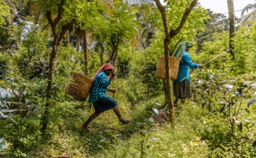 Two guests zip-lining through lush forest canopy at Amangalla.