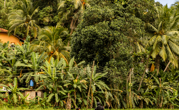 Woman walking through lush green rice fields at Amangalla, surrounded by tropical vegetation.