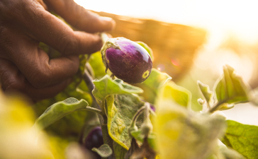 Hand picking a fresh aubergine in the organic garden at Aman-i-Khas.