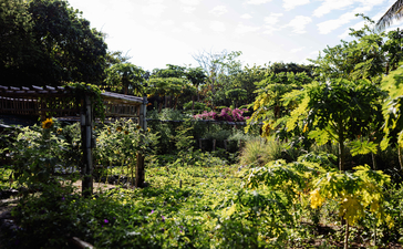 Verdant organic farm at Amanpulo with wooden trellises supporting lush climbing vines and foliage.