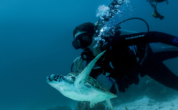 Diver exploring underwater with a reef shark at Amanpulo.