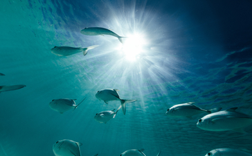 Amanpulo resort – sunlight filtering through turquoise water with fish swimming below.