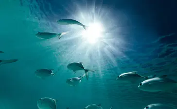 Sunlight filtering through turquoise water with fish swimming below at Amanpulo resort.