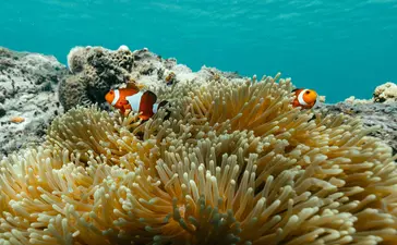 Anemone corals and tropical fish in shallow waters at Amanpulo resort.