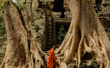 Buddhist monk in saffron robes standing within the roots of an ancient tree engulfing stone ruins at Amansara, Cambodia.