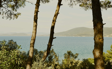 Amanruya's coastal vista framed by birch trees, overlooking calm Aegean waters and distant mountains.