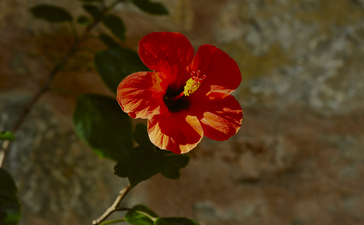 Red and orange flower blooming at Amanruya, Turkey resort.