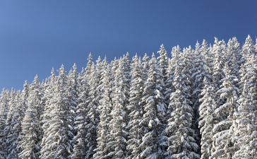 Snow-laden evergreen forest under clear blue sky at Aman Le Mélézin.