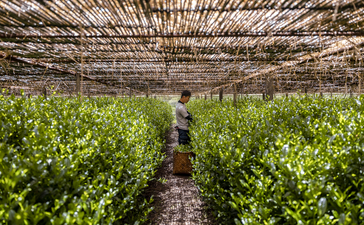 Tea plants grow beneath traditional woven shade structures in Aman Kyoto's garden.