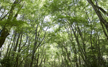 Canopy of tall bamboo trees filtering dappled sunlight at Aman Kyoto.