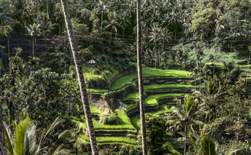 Aerial view of Amandari's verdant terraced gardens nestled within dense tropical forest canopy.