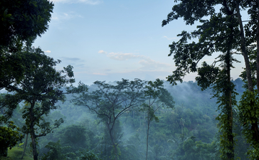 Misty forest canopy at Amandari with layered tree silhouettes beneath clear sky.