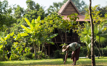Amansara's garden with an elephant standing beneath yellow flowering trees and traditional wooden structures.
