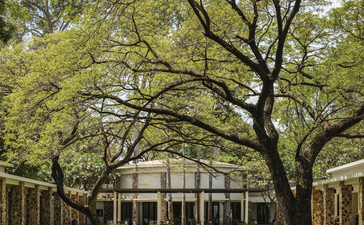 Sprawling tree casts shadows across manicured lawn at Amansara, with colonnade building visible beyond.