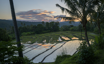 Terraced rice paddies at sunset at Amankila resort, Bali, with tropical vegetation framing the view.