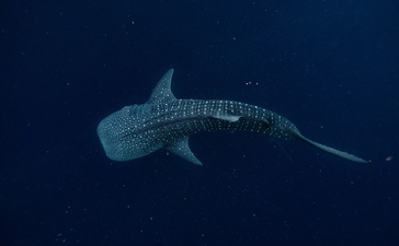 Whale shark gliding through deep blue waters at Amanwana.