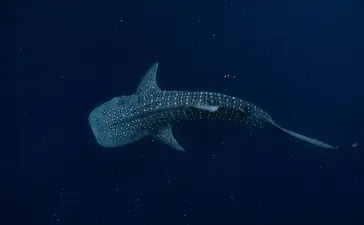 Whale shark gliding through deep blue waters at Amanwana.