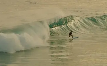 Surfer riding a wave at Amanera resort.