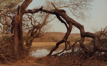 Aman India, Amaan-i-Khas, Safari