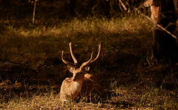 Sambar deer resting in golden light at Aman-i-Khas safari grounds.
