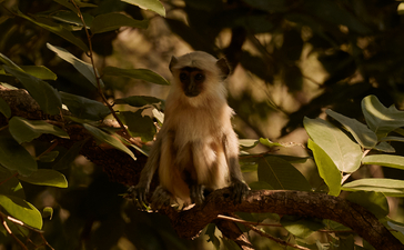 Young tiger cub exploring dense vegetation at Aman-i-Khás Safari.