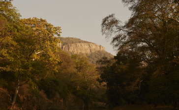 Rocky outcrop visible through golden-hour light at Aman-i-Khás safari camp, surrounded by dense woodland.