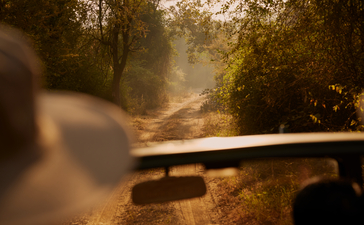 Safari vehicle rail at Aman-i-Khás with dust rising along a woodland track at dawn.