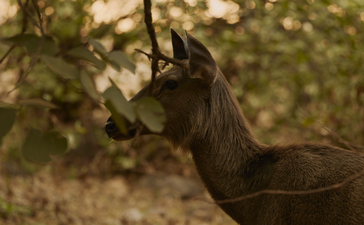 Nilgai antelope grazing amongst trees at Aman-i-Khás Safari, Rajasthan.