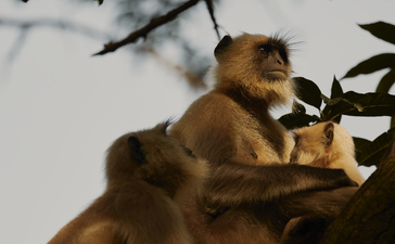 Golden langur perched on a branch at Aman-i-Khas, India.