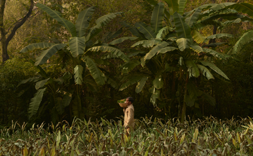 Garden pathway amongst tropical foliage at Aman-i-Khas, India.