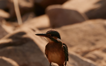 Indian kingfisher perched on a rock during a safari at Aman-i-Khas.