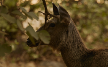 Deer grazing amongst trees at Aman-i-Khas, India.