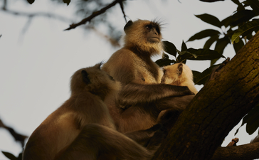 Langur monkeys perched on a tree branch at Aman-i-Khas.
