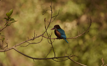 Kingfisher perched on a thin branch at Aman-i-Khas.