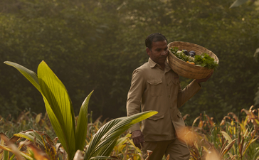 Camel grazing among green plants in Aman-i-Khas garden at golden hour.