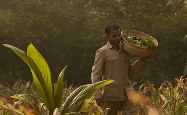 Camel grazing among green plants in Aman-i-Khas garden at golden hour.