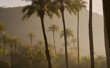 Palm trees rise through morning mist in Amanbagh's garden.
