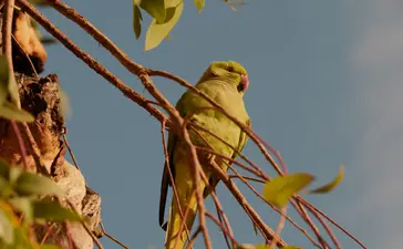 Bengal parakeet perched on a branch at Amanbagh, India.