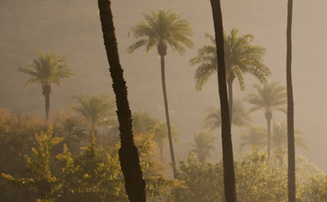 Tall palm trees rise through morning mist at Amanbagh, India.