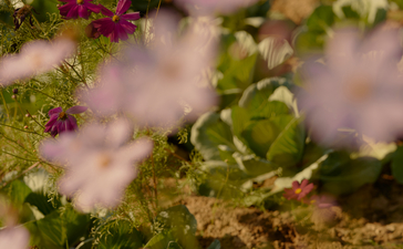 Gardener tending to flowering plants at Amanbagh.